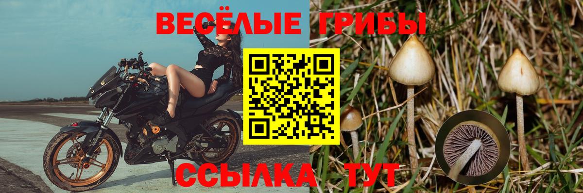 Галлюциногенные грибы Cubensis  где купить наркотик  Бугуруслан  Вход с VPN 